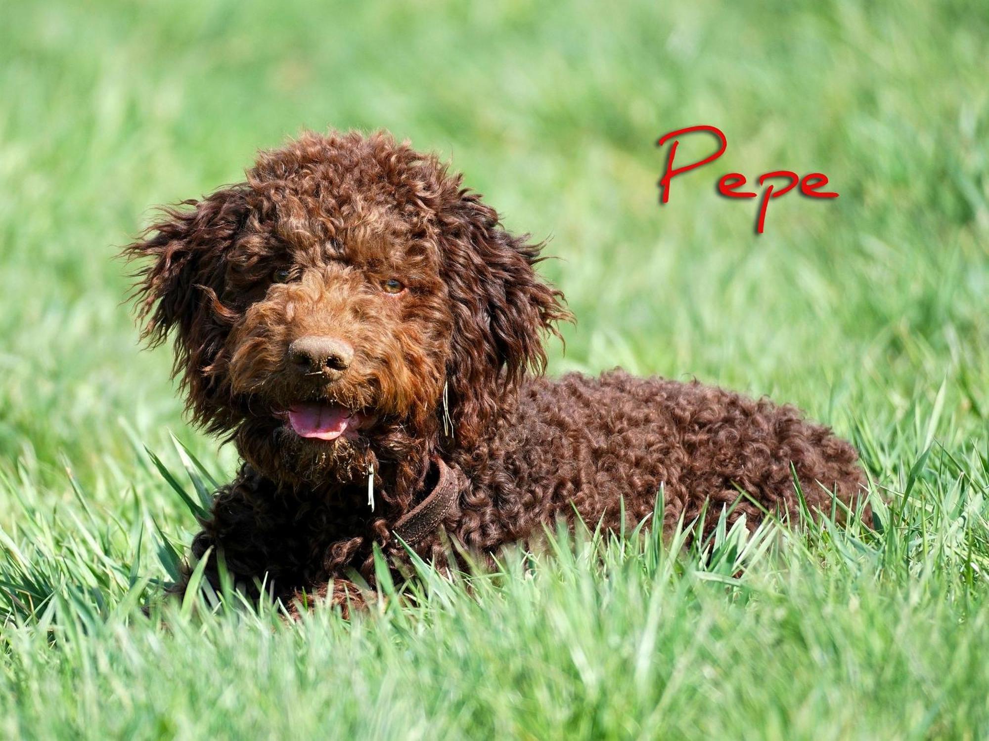 Ferienwohnung Pepe Donaueschingen Ngoại thất bức ảnh